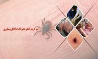 بیماری تب خونریزی دهنده کریمه کنگو (CCHF ) 